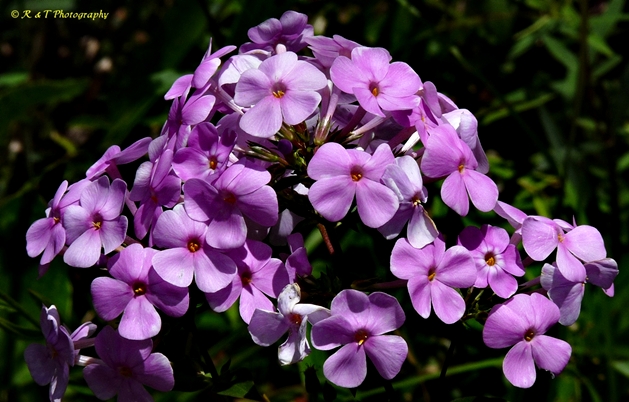 {Phlox carolina}